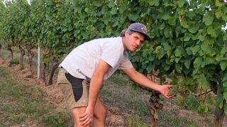Die Zeit der Weinlese beginnt. Eine große Herausforderung dabei sind die unterschiedlichen Reifegrade der Trauben infolge von Frostschäden an den Reben im Frühjahr. Dies erklärte unter anderem Maximilian Baumann in Dertingen im FN-Gespräch.
