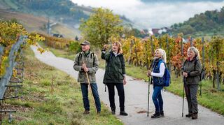 Die Natur im Herbst und ihre regionaltypischen Besonderheiten lassen sich besonders gut bei geführten Wanderungen während der Taubertäler Wandertage am zweiten Oktoberwochenende erleben.