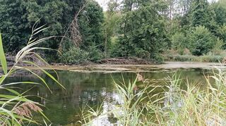 In den letzten 40 Jahren hat sich die Natur im Gewann Brüblein im oberen Welzbachtal ohne weitere Eingriffe ausbreiten können. Die Tier- und Pflanzenwelt hat diese Chance genutzt und sich vielfältig vermehrt.