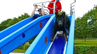 Viel Freude hatten die Hunde und ihre Besitzer beim dritten Hundeschwimmen im Freibad.