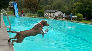 Eins, zwei, drei und hopp: Das erste Hundeschwimmen im Walldürner Freibad war ein Erfolg. Zahlreiche Vierbeiner tobten sich im Wasser aus.