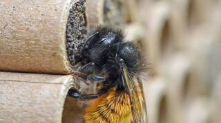 Die Gehörnte Mauerbiene. Sie zählt zu insgesamt 604 Wildbienenarten, die in Deutschland nachgewiesen wurden.