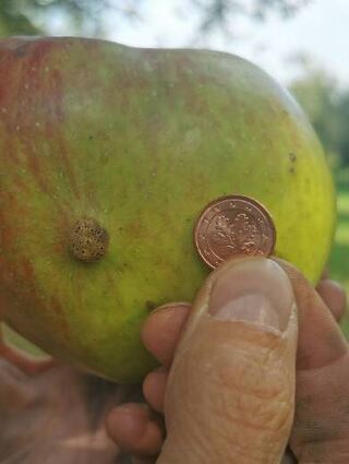 Seltener Fund: ein 800 Gramm schwerer Rheinischer Winterrambur.