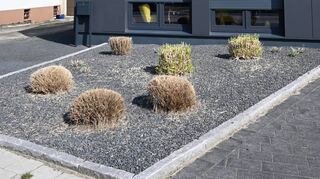 Lange Zeit waren die Schottergärten wegen vermeintlich leichter Pflege beliebt. Ein Experte hält das für einen Irrtum – und zeigt Alternativen auf.