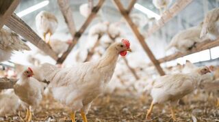 Fast 30 000 Hühner als neue Nachbarn: Ein Projekt im Niederstettener Ortsteil Pfitzingen spaltet die Bevölkerung.