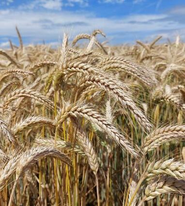 Die regionale Spezialität Grünkern entsteht aus dem halbreifen Korn des Dinkels.