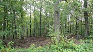 Der Wald hat für Freudenberg und die Finanzen der Kommune eine große Bedeutung. Dies wurde in der Gemeinderatssitzung am Montag deutlich.