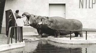 Symbol für den Überlebenswillen der geteilten Stadt: Flusspferd Knautschke, das den Bombenhagel überlebt, hier mit Gefährtin Bulette in den 1950er Jahren.