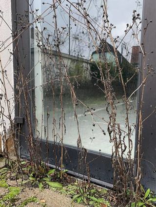 Wildwuchs: der einstige Eingang ins Bistro „Krokodil“.