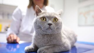Diese Katze wird tierärztlich versorgt, doch die Kosten dafür überfordern derzeit immer mehr Tierhalter.