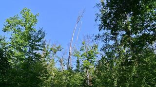 Weil im Jahr 2023 viel Schadholz aus dem Werbacher Gemeindewald entfernt werden musste, fiel das Ergebnis des Forstwirtschaftsjahres positiv aus. Für 2025 wird allerdings nur ein kleiner Überschuss erwartet.