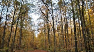 Gerade im goldenen Oktober bei herrlichem Sonnenschein sind Waldspaziergänge unter verfärbtem Blätterdach eine wahre Freude.