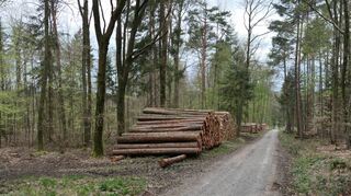 Im Forstjahr 2023/24 mussten im Bereich der Kreuzwertheimer Marktgemeinde wegen Schadorganismenbefalls mehr Bäume als geplant gefällt werden.