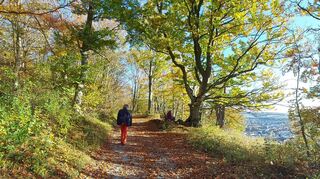 Vor allem auch im Herbst laden die Wälder um Löffelstelzen zu zauberhaften Spaziergängen mit reizvollen Blicken hinunter ins Taubertal und auf die Kurstadt Bad Mergentheim ein.