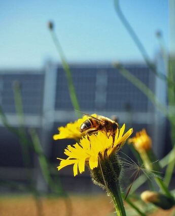 Schwebfliege vor vertikaler APV-Anlage in Wellingen im Saarland.