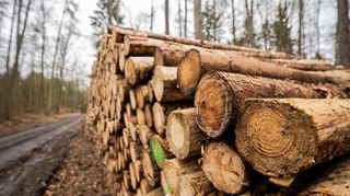 Der Gemeinderat Osterburken stimmte dem Forstwirtschaftsplan 2025 zu. Die Brennholzpreise werden nicht angehoben.