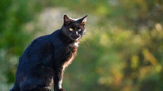 Freilaufende Katzen sind in Osterburken zunehmend ein Problem. Diesem will die Stadt mit einer Katzenschutzverordnung begegnen.