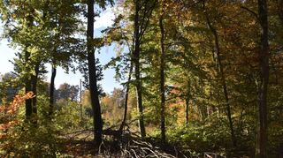 Der Wald ist noch ein Minusgeschäft. Aber laut stellvertretendem Forstamtsleiter Patrick Halbauer und Forstrevierleiterin Edeltraud Wirth ist dies eine Investition in die Zukunft, bei der Niederstetten gut dastehe.