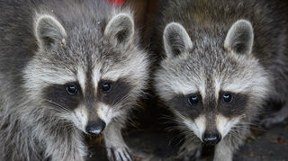 Immer mehr waschbären gibt es in der Wallfahrtsstadt. Die Stadt Walldürn sucht nach Jägern, die eine spezielle Ausbildung zum Stadtjäger abschließen, um die entsprechende Genehmigung und Qualifizierung zur Jagd zu haben.