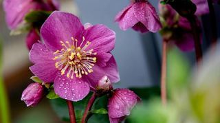 Blütenpracht im Winter: Lenzrosen blühen ab Februar zum Beispiel in Rosa.