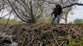 Der Biberdamm im Teilbach bei Sachsenhausen hat inzwischen enorme Ausmaße angenommen und birgt damit ein gewisses Gefahrenpotenzial. Ortsvorsteher Udo Beck schaut deshalb immer wieder besorgt nach dem Rechten.