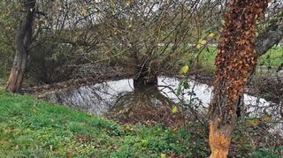 Vor dem Biberdamm in Sachsenhausen bildet der Teilbach schon fast einen kleinen See, während er danach nur noch als Rinnsal fließt.
