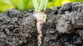 Wichtigster Rohstoff für Südzucker: die Zuckerrübe.