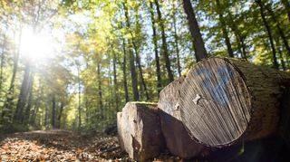 „Dem Wald geht es nicht gut“: Forstbetriebsleiter Pascal Hecht ging bei der Vorstellung des Forstwirtschaftsplans für 2025 auf die aktuelle Situation ein.