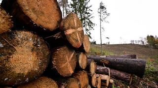 Die größte Einnahmequelle im Hardheimer Forstbetriebsplan für 2025 ist die Holzernte: Einnahmen in Höhe von etwa 750 000 Euro sind veranschlagt. Eine weitere wichtige Geldquelle ist die Windpacht.
