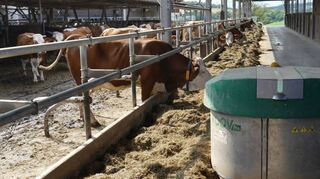 Der mehrhäusige, offene Kuhstall des landwirtschaftlichen Betriebs der Familien Schreck in Gissigheim ist der Versuch, den Spagat für mehr Tierwohl einerseits und den Forderungen des Handels andererseits zu meistern.