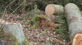 Bei der Jahresabschlusssitzung des Ravensteiner Gemeinderats war auch der Forsthaushalt 2025 ein Thema.