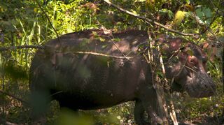 Ungewöhnlicher Hauptdarsteller: Das Nilpferd Pepe in einer Szene des Films „Pepe“. Der Streamingdienst MUBI zeigt ihn ab 10. Januar.