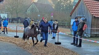 Mitunter geht es auf den Rundkursen sportlich zu: Das Preisgericht will sehen, wie sich ein „Gespann“ bewegt.