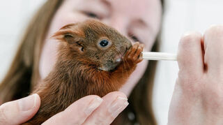 Dieses Beispielbild zeigt eine Tierpflegerin in Norddeutschland, die ein verletztes Wildtier, ein Eichhörnchen, versorgt. Im Tierheim Bad Mergentheim werden jedoch keine Wildtiere dieser Art aufgenommen.