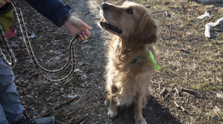 Wichtig für Halter: Nicht jede Police deckt Schäden durch unangeleinte Hunde.