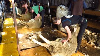 Carolin, Harald und Juri Schneider bei der Arbeit.
