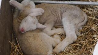 Junge Schafe kuscheln gerne.
