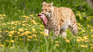 Der Luchs hat seine Beute „erlegt“.