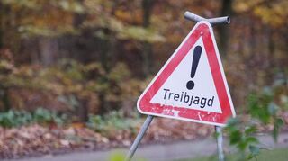 Ein Jagdpächter aus dem Main-Tauber-Kreis steht im Verdacht, trotz Schonzeit eine Treibjagd durchgeführt zu haben, an der weitere Waidmänner teilgenommen haben sollen.