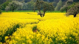 Apfelbäume, umgeben von Raps: Streuobstwiesen sind mehr als bunte Landschaften. Sie sind Lebensraum für Pflanzen und Tiere.