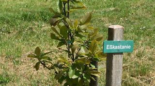 Toll beschildert sind auch die „Exoten“ der rund 250 Bäume an den beiden Erlebenswegen in Neubronn/Oberndorf.