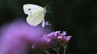 Ein Symbol für Artenvielfalt: Auch Insekten wie dieser Schmetterling profitieren von Maßnahmen des Naturschutzes im Zuge der Artenschutzoffensive.