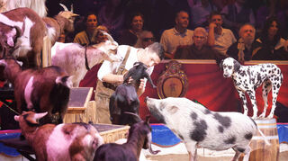 Ausgezeichnet in Monte-Carlo: eine witzige Bauernhof-Nummer begeistert beim Circus-Festival und beim Main-Tauber Weihnachtscircus.
