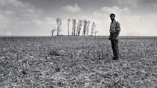 Eigentlich hätte hier ein Landwirt demnächst sein Getreide geerntet – jetzt steht dort nichts mehr. Pflanzenschutzberater Hartmut Lindner begutachtet die Schäden.