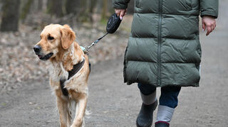 Ab 1. Januar 2026 wird die Hundesteuer in der Gemeinde Werbach deutlich ansteigen. Aber es gibt auch Vergünstigungen, beispielsweise bei Tieren, die aus dem Tierschutz stammen und Befreiungen für Diensthunde.