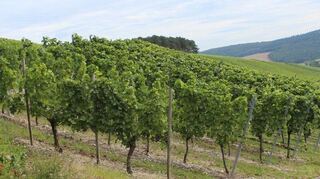 Noch gibt es im Schüpfer Ränklein Weinberge so weit das Auge reicht. Doch der schwierige Absatzmarkt könnte das idyllische Bild bald negativ beeinflussen.