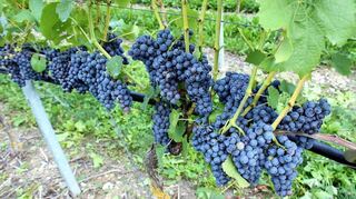 Die schöne Farbe der blauen Trauben lässt auf einen guten Tropfen hoffen.
