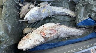 Mehrere tote Fische trieben an der Oberfläche des Sees.