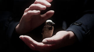 Der Kurzfilm „A Sparrow's Song“ stammt von Regisseur Tobias Eckerlin.