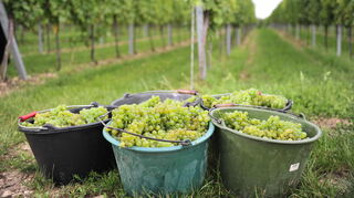 Dort, wo die Eiskörner keinen Schaden angerichtet haben, rechnen die Weinbauern in der Region trotz des Hagelschadenereignisses Ende Mai in diesem Jahr mit einem guten Jahrgang.